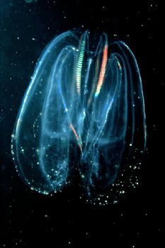 The Ctenophore Mnemiopsis leidyi - an invader in the Blac... by Lyubomir Klissurov 